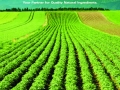 American Key Food Products